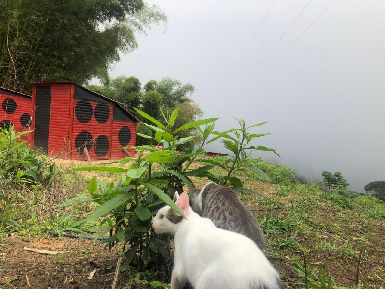 Miradores Del Oso Perezoso Vila Minca Quarto foto